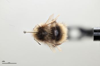 Media type: image;   Entomology 592331 Aspect: habitus dorsal view